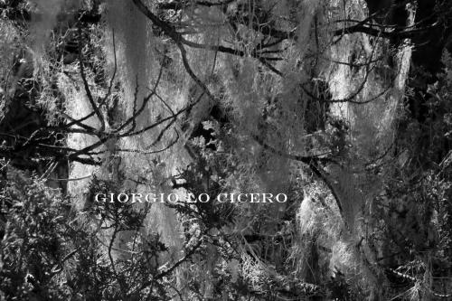 IMG 3953 - Giorgio Lo Cicero
