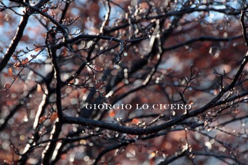 IMG 4108 - Giorgio Lo Cicero